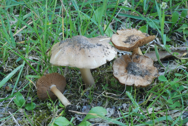 Quale Inocybe?